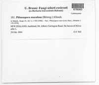 Neophloeospora maculans image